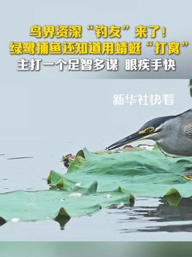 鸟界资深“钓友”来了!绿鹭捕鱼还知道用蜻蜓“打窝”,主打一个足智多谋,眼疾手快