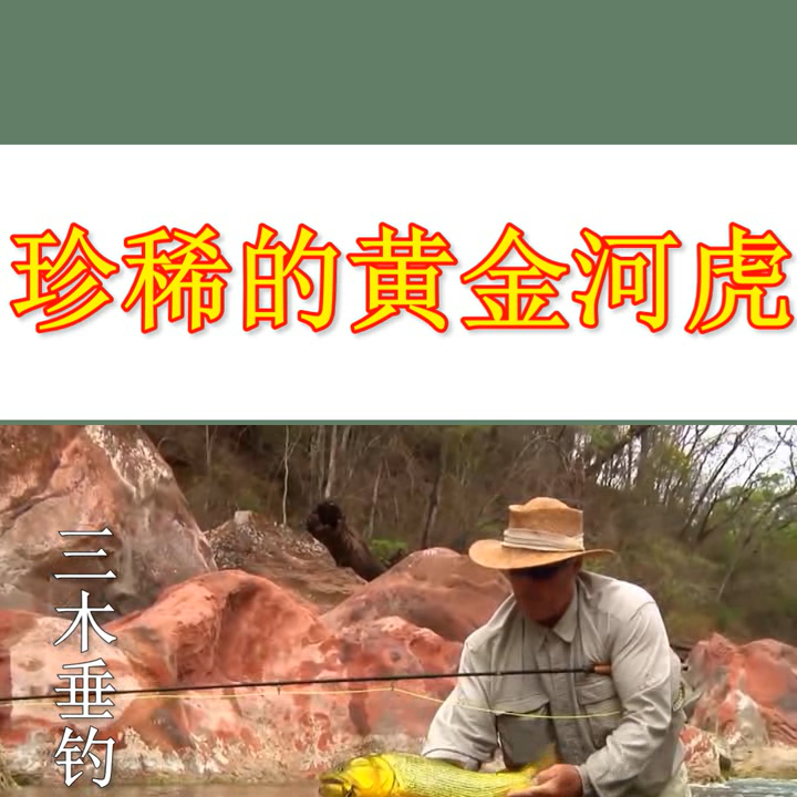 珍稀的黄金河虎! #钓鱼# 