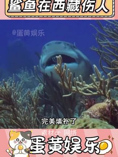 完美填补了,鲨鱼在内陆地区没办法伤人的空白 鲨鱼 搞笑 抽象 万万没想到