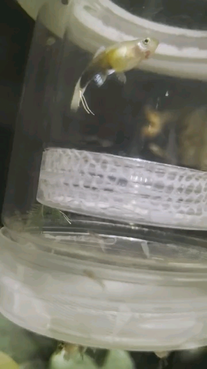 象牙白孔雀鱼生小鱼啦