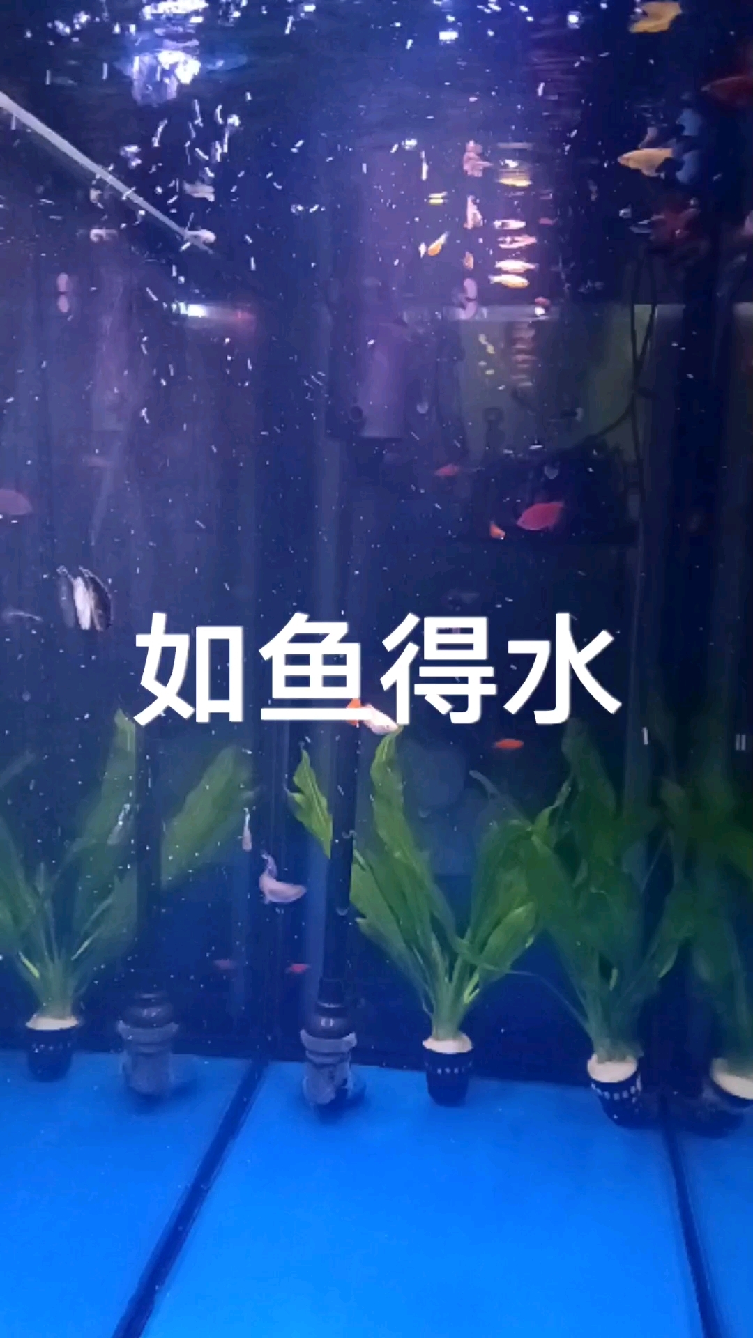 记录我的养鱼历程