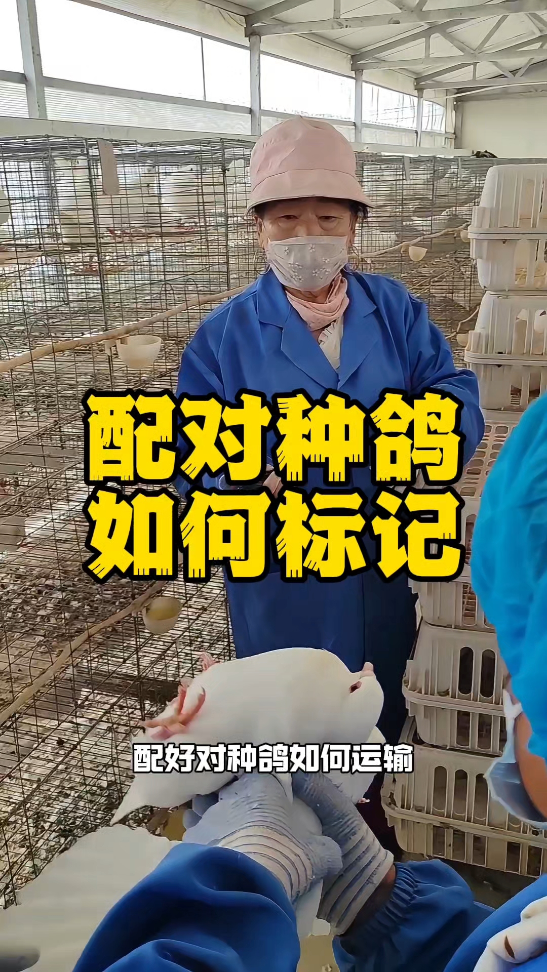 配对种鸽,如何标记运输,关注我带你了解更多养鸽知识!#肉鸽养