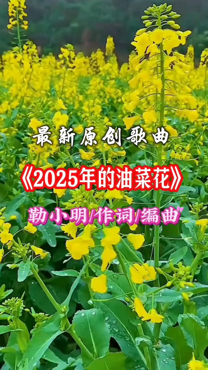 《2025年的油菜花》是由勒小明作词编曲的最新原创歌曲