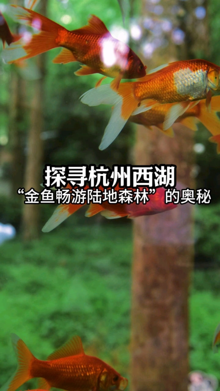 探寻杭州西湖“金鱼畅游陆地森林”的奥秘