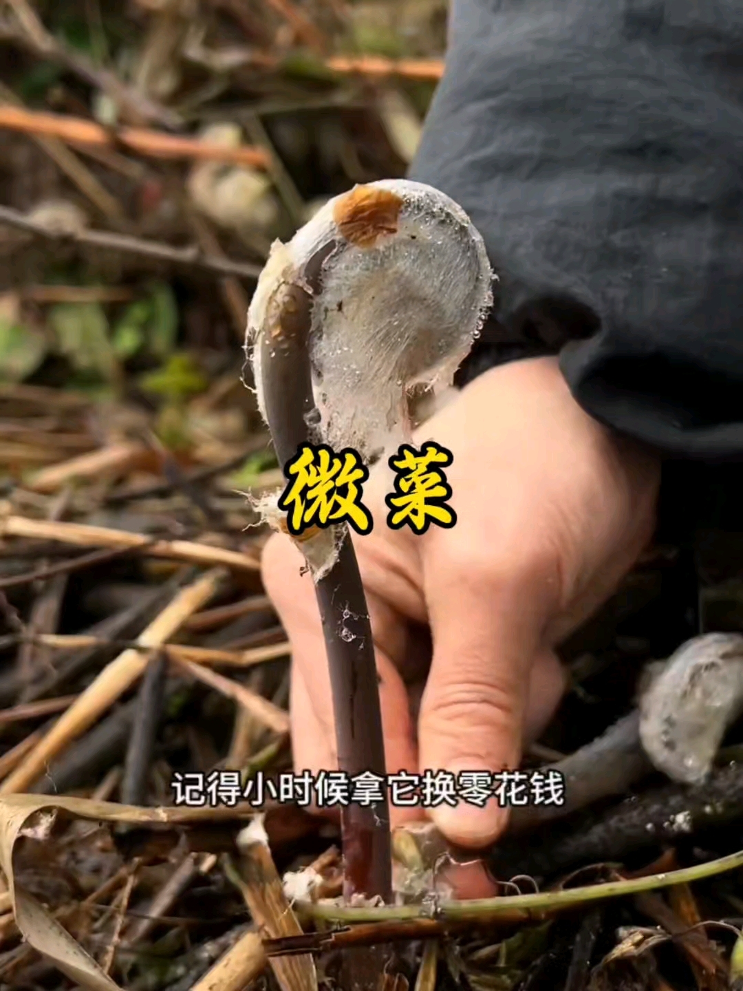 薇菜 蕨菜中的天花板