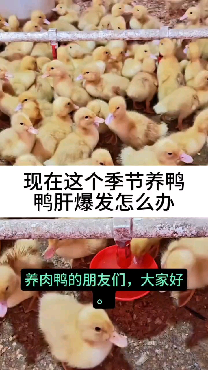 现在春季鸭肝高发,怎么办