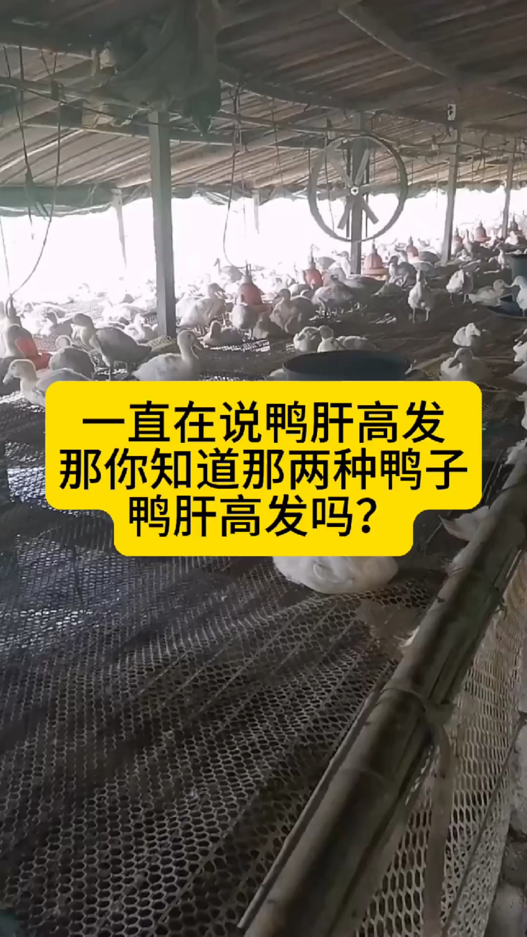 一直再说鸭肝高发,那你知道哪两种鸭子鸭肝高发吗?