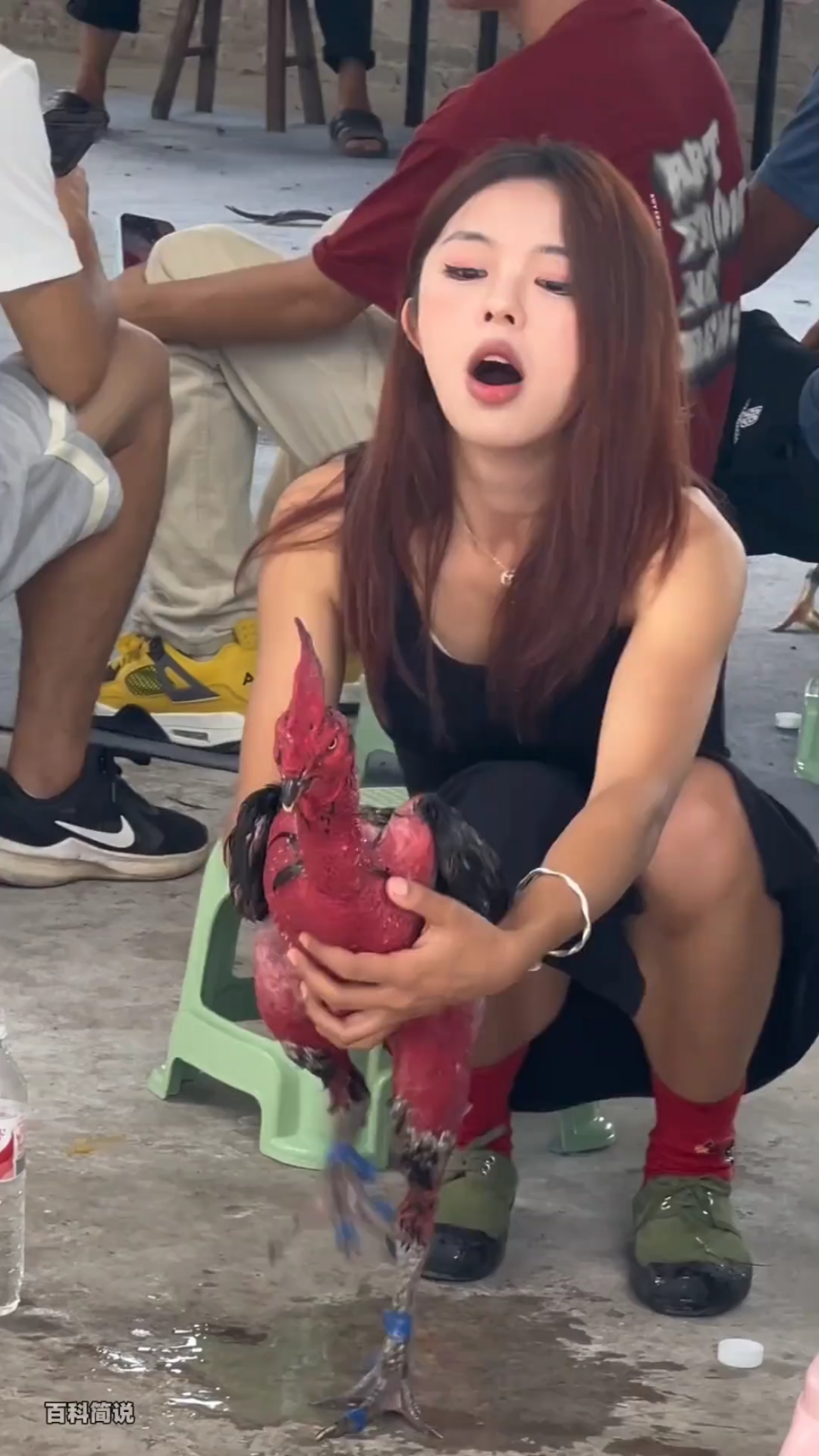 分享20种中国品种和国外品种的鸡！这些中国品种鸡你能认出来吗