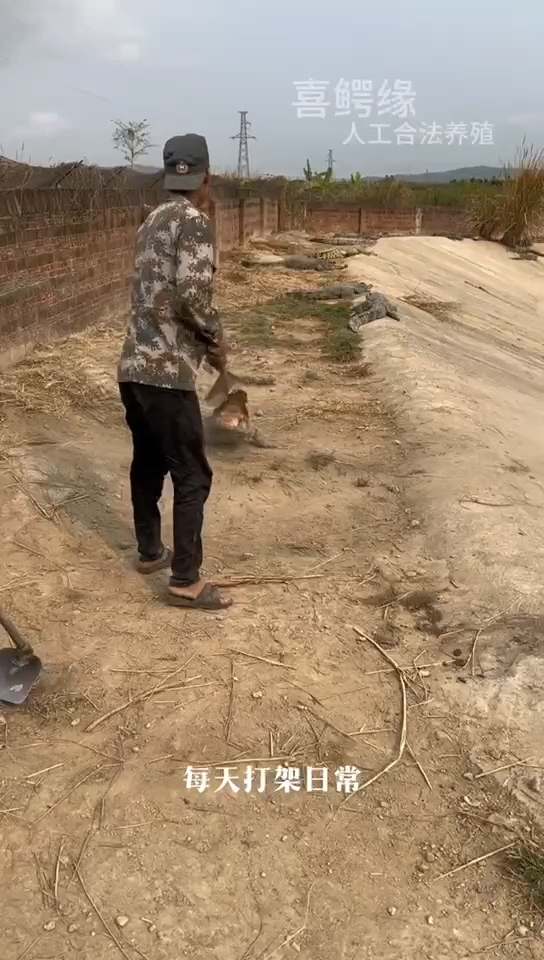 海南喜鳄缘鳄鱼养殖基地