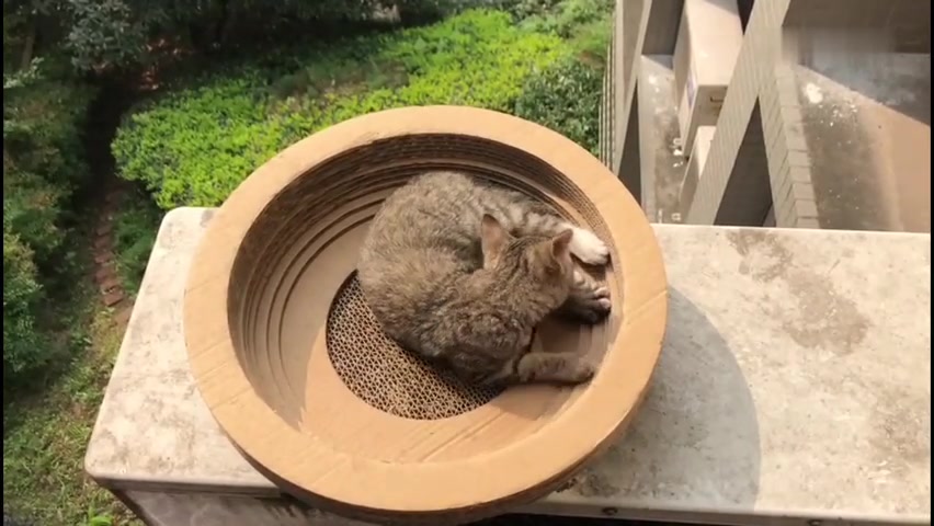 [图]我的小猫咪