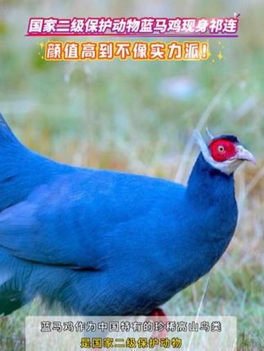 国家二级保护动物蓝马鸡现身祁连(来源:祁连融媒)青海 高原上的神奇动物们 蓝马鸡