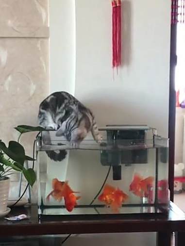 想偷吃鱼啊 猫咪的迷惑行为 神奇动物在抖音 搞笑猫咪 萌宠成精了
