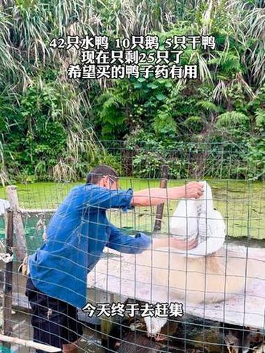 鸭子已经嘎一半多了，今天终于去买来鸭子药了，希望有效。#我的乡村生活 #新农人计划 #养鸭
