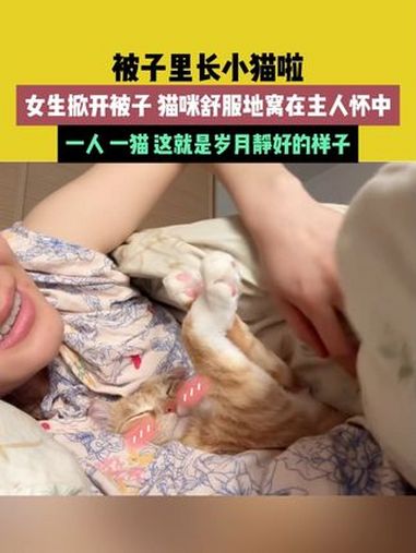 3月20日,陕西(发布)。素材来源@哈妮和如意 被子里长小猫啦!女生掀开被子,猫咪舒服地窝
