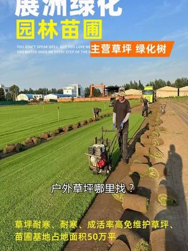 长春草坪 长春草坪耐寒、耐寒、免维护草坪、展洲绿化园林苗圃,苗圃基地占地面积50万平 内蒙