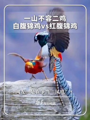 一山不容二鸡,白腹锦鸡vs红腹锦鸡!网友:是在争当“凤凰”?每日趣闻