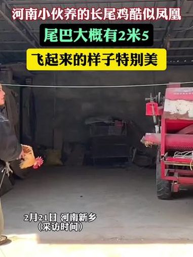 河南小伙养的长尾鸡酷似凤凰