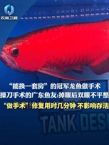 “能换一套房”的冠军龙鱼做手术 操刀手术的广东鱼友:掉眼后双眼不平整“做手术”修复用时几分
