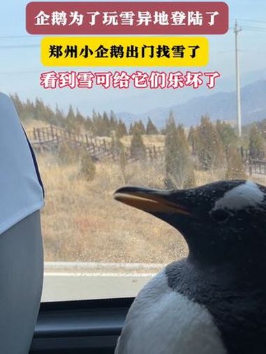 小企鹅的新年愿望是想出门玩儿一次雪,于是保育员就带它们上山了,就当寒假加班福利了!郑州企鹅