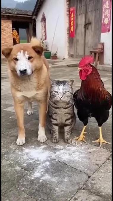 大公鸡被冤枉 动物的迷惑行为 搞笑萌宠 萌宠成精了 搞笑视频