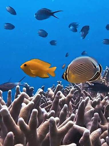 快来探索吧，五彩斑斓的鱼群与珊瑚共舞，仿佛置身童话世界！珊瑚礁的奇妙让人沉醉！海底世界真奇