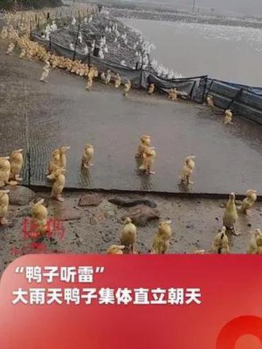 “鸭子听雷”,大雨天鸭子集体直立朝天,“原来鸭子听雷公是这么来的” 鸭子听雷