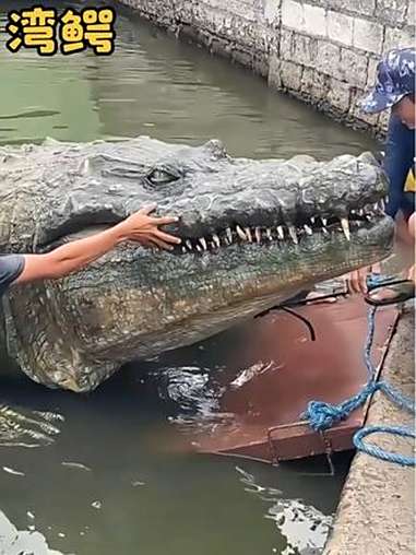 参加过二战的鳄鱼你见过吗?动物解说 湾鳄 动物世界