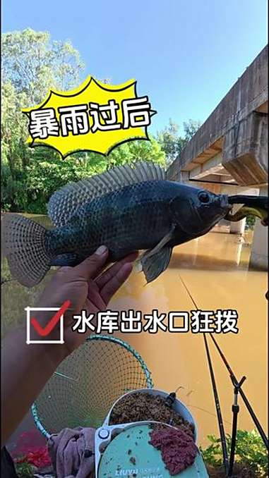 暴雨过后必狂口!dou是钓鱼人 野钓罗非 吴氏精工鱼竿 悠漾青春 @中逵官方旗舰店