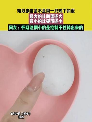 1月27日(发布)山西,来源@一颗欣°,难以确定是不是同一只鸡下的蛋,最大的比鹅蛋还大,最