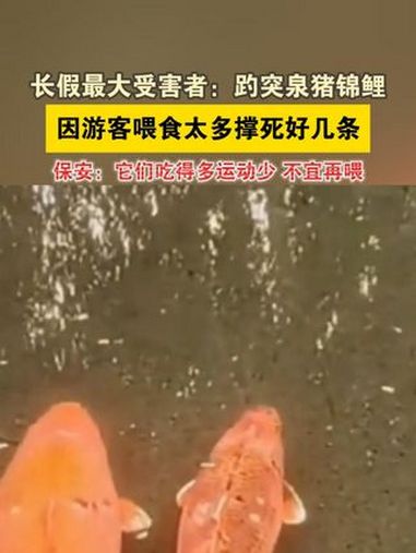 长假最大受害者:趵突泉猪锦鲤,因游客喂食太多撑死好几条,保安:它们吃得多运动少,不宜再喂 