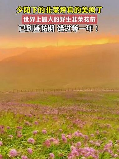 真的不是新疆,是贵州独一无二的天上花海 赫章乌蒙山野生韭菜花开 阿西里西大草原 贵州人自己