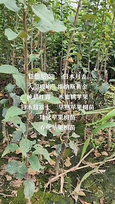早熟苹果树苗免套袋省人工 果树苗 苹果树苗 苹果苗