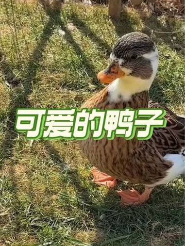叫声像嘲笑声的柯尔鸭,其实还会飞!动物的迷惑行为 有趣 柯尔鸭 萌宠