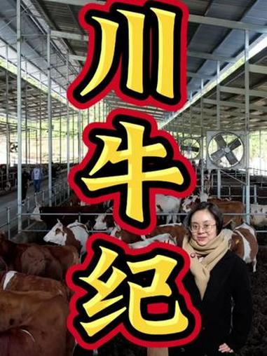 吃大巴山蜀宣花牛就来我们源头工厂 #牛杂 #牛肉 #新鲜 #热点 #直播预告