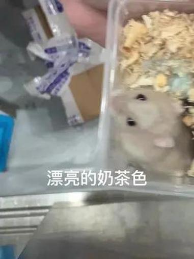 崽子到了 是个高颜值美鼠  仓鼠 养鼠日常分享 奶茶仓鼠
