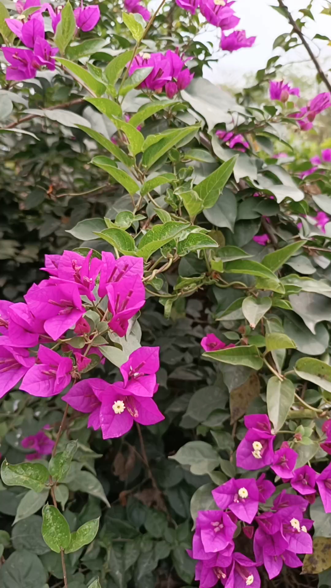 鸟鱼花香,大自然的美