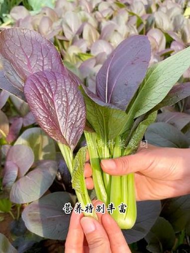 紫油菜营养丰富,好吃又好种 田园生活 在家种菜 紫油菜