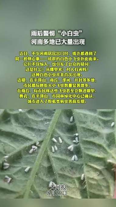 近日,不少河南居民出门时,或许都遇到了同一桩烦心事——成群的白色小飞虫扑面而来。它们不仅恼