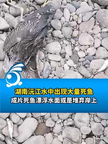 湖南沅江水中出现大量死鱼,成片死鱼漂浮水面或是堆弃岸上
