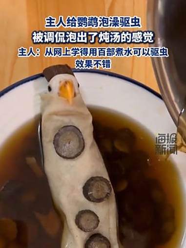 主人给鹦鹉泡澡驱虫，被调侃泡出了炖汤的感觉：主人：效果不错，从网上学得用百部煮水可以驱虫 