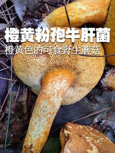 橙色可食的野生蘑菇:橙黄粉孢牛肝菌 橙色可食的野生蘑菇:橙黄粉孢牛肝菌 野生菌 采蘑菇 捡