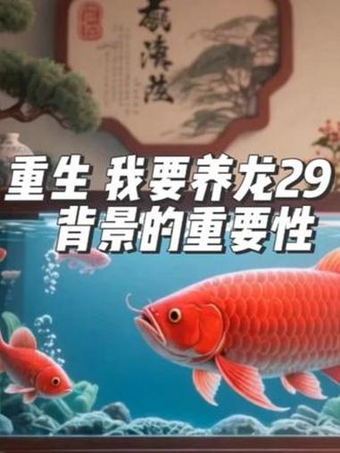 重生 我要养龙29 龙缸的背景 #鱼缸选什么背景