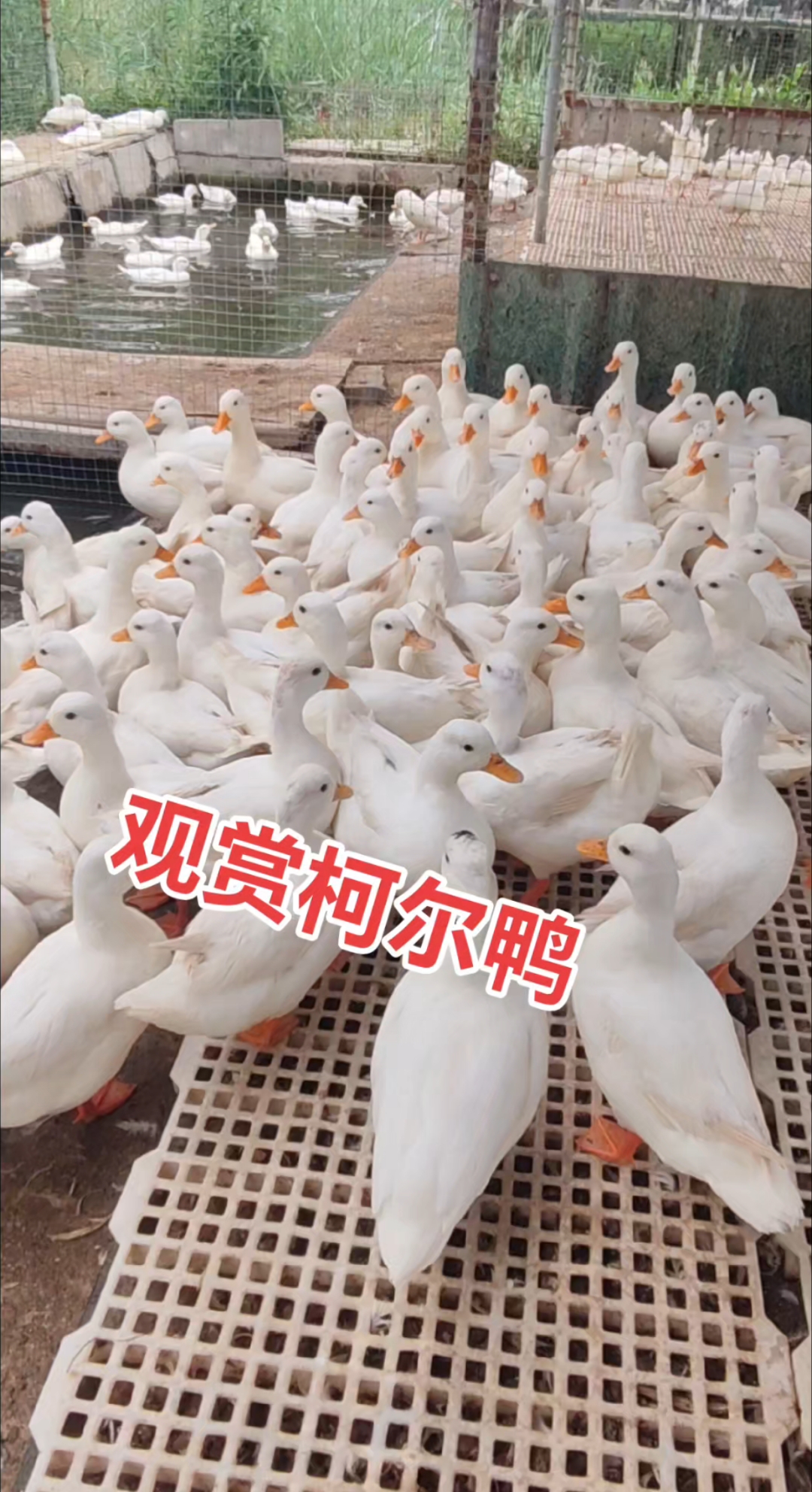 孔雀养殖柯尔鸭养殖