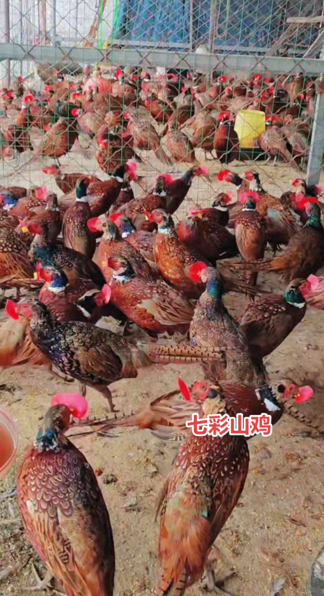 美丽孔雀,也有漂亮的七彩山鸡