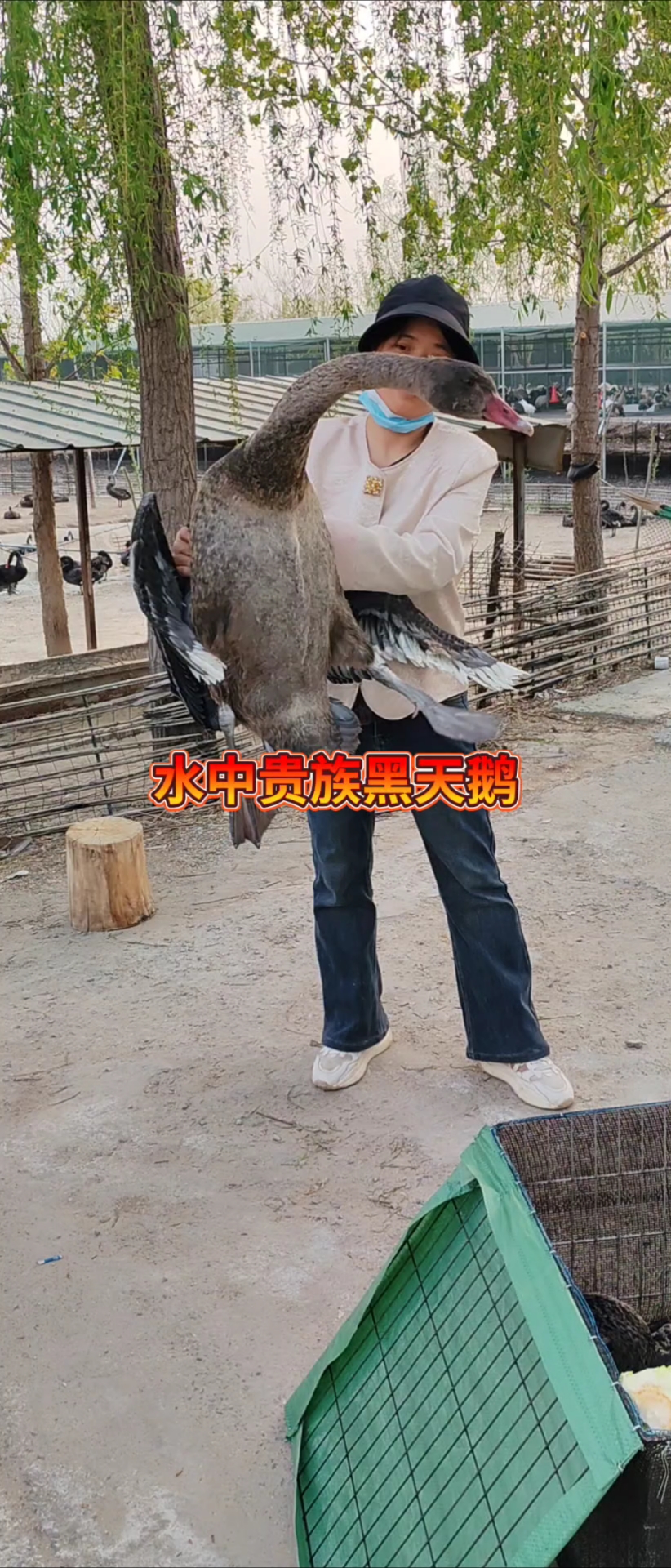 黑天鹅多少钱一只?哪里有优质黑天鹅苗