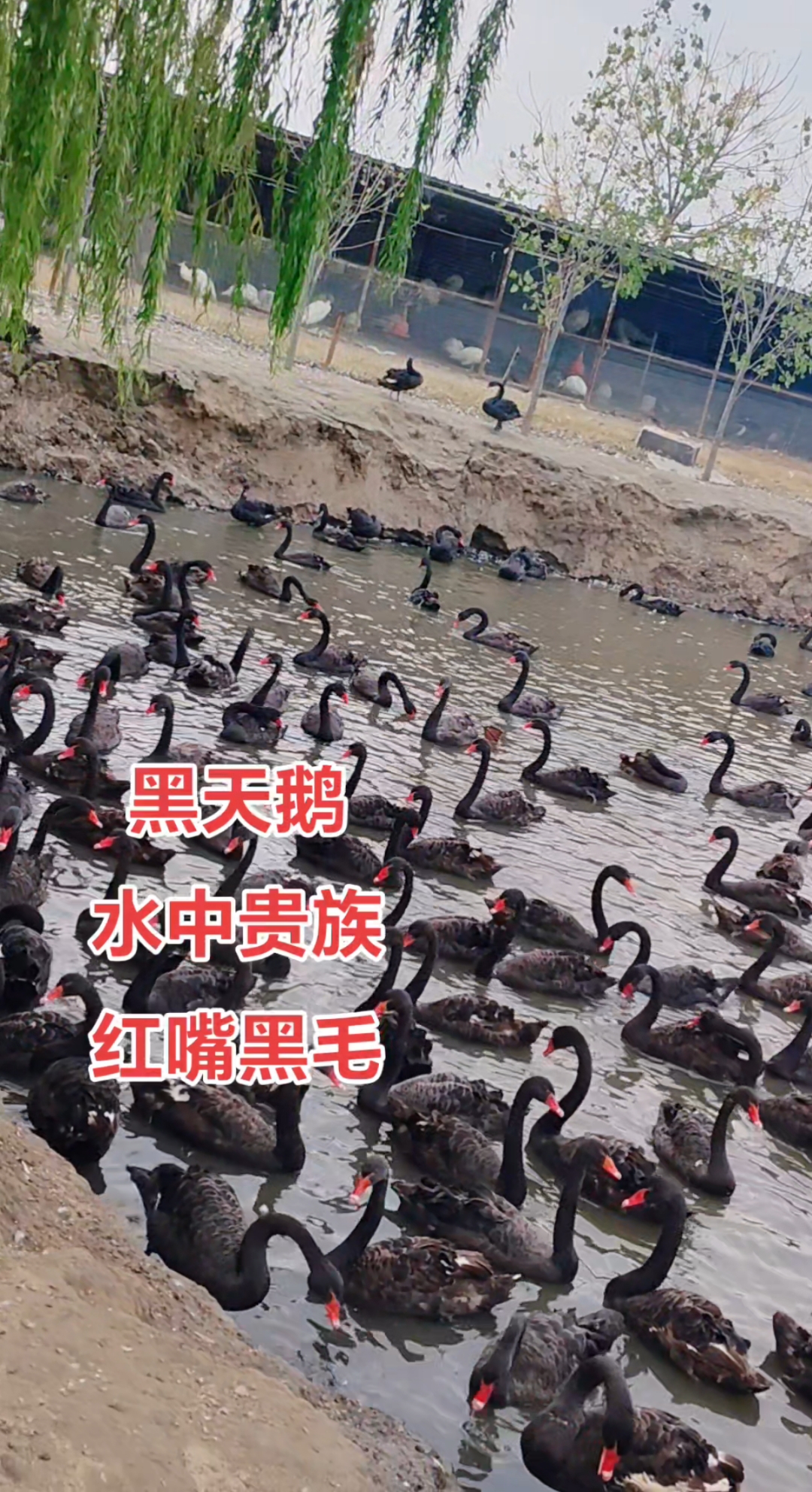 黑天鹅什么时候下蛋,多大的好看,多大的好养