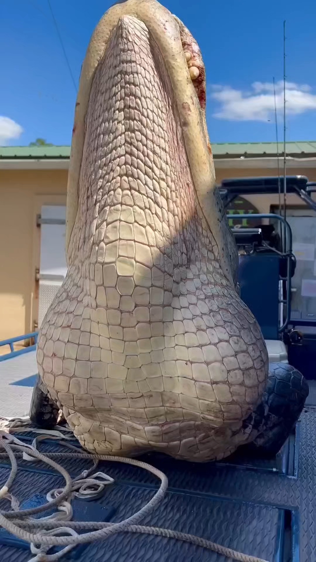 钓鱼佬野河里抓到一条五百公斤大鳄鱼 #动物世界