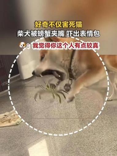 好奇不仅害死猫 柴犬被螃蟹夹嘴 吓出表情包狗：我觉得你这个人有点较真