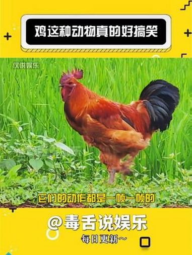 鸡这种动物真的好搞笑啊!搞笑 鸡 娱乐评论大赏