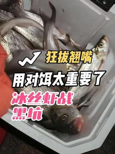 没想到吧,冰丝虾还能在浑水鱼塘狂拔翘嘴,大的单尾有5.7斤哦 本次翘嘴探钓装备搭配也是给力